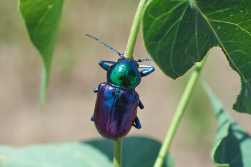 Chrysochares asiaticus on spring leaf