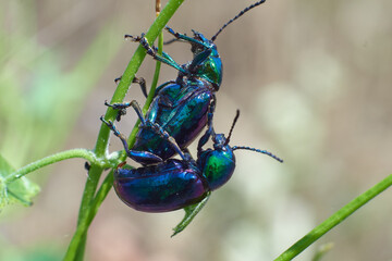 Chrysochares asiaticus on spring leaf