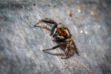 Jumping spider crawling on a rock: close-up of an arachnid