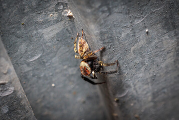 Jumping spider crawling on dark grey textured surface