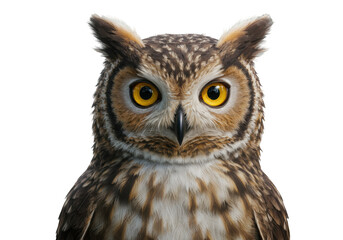 Naklejka premium Isolated Close-up Portrait of Alert Owl with Striking Yellow Eyes
