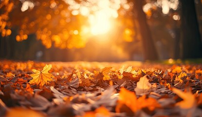 Autumnal park path covered in fallen leaves. Sunlight streams through trees