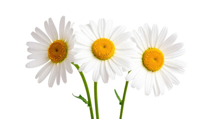 Naklejka premium Daisies Flowers isolated on white background 
