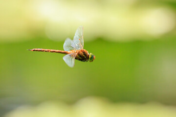 Green-eyed hawker Aeshna isoceles in flight hunting