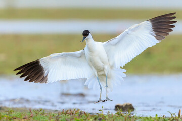 Pied Avocet, Recurvirostra avosetta, foraging