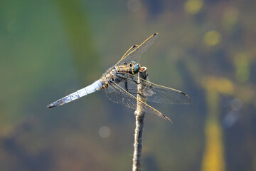 Male Black-tailed skimmer, Orthetrum cancellatum, closeup