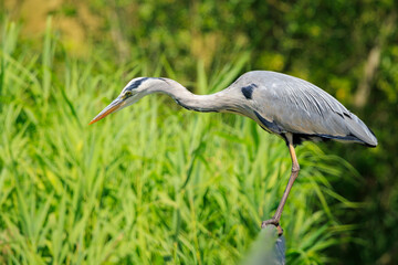 Grey heron, Ardea cinerea, hunting and fishing