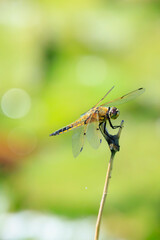 Close-up of a four-spotted chaser Libellula quadrimaculata dragonfly