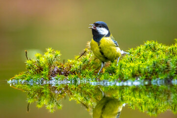 Great tit Parus major bird closeup