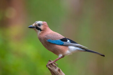 Eurasian jay, Garrulus glandarius, bird close-up