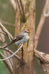 Closeup of a European pied flycatcher bird, Ficedula hypoleuca, perching on a branch, singing.