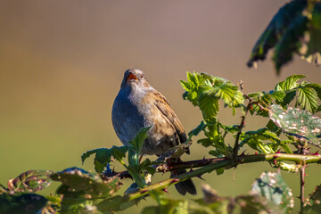 Dunnock, Prunella modularis, male bird singing during Springtime