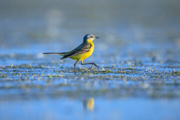 Closeup of a male western yellow wagtail bird Motacilla flava foraging in water