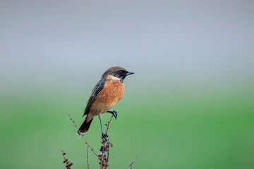 Male Stonechat, Saxicola rubicola, bird singing