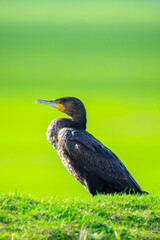 Great Cormorant, Phalacrocorax carbo, perched in a field