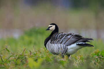 Closeup of a barnacle goose Branta leucopsis in a meadow