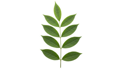 Isolated Green Leaf Branch