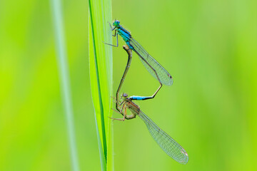 Closeup of two common bluetail Ischnura elegans damselflies mating wheel or heart