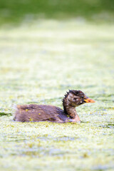 Little grebe juvenile, Tachybaptus ruficollis, swimming