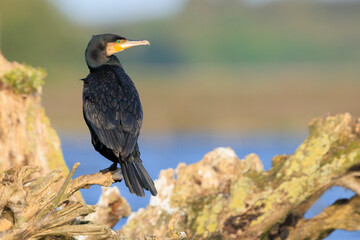 Great Cormorant bird, Phalacrocorax carbo, drying wings