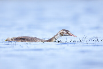 Closeup of a Great crested grebe Podiceps cristatus waterfowl