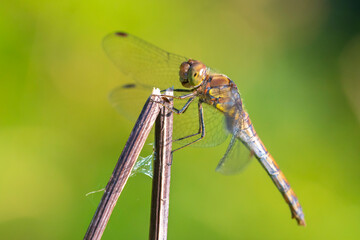 Common Darter Sympetrum striolatum male