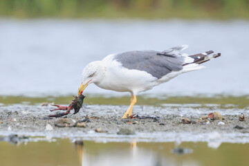 Lesser black-backed gull, Larus fuscus, eating crayfish