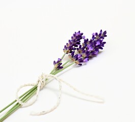 Lavandula is a perennial flowering plant in the sage family