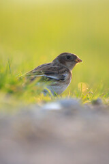 snow bunting female bird, Plectrophenax nivalis, foraging in grass