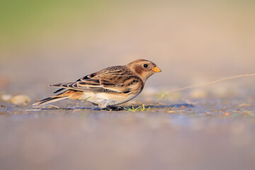 snow bunting female bird, Plectrophenax nivalis, foraging in grass