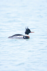 Red-breasted Merganser, Mergus serrator, swimming