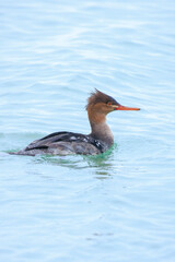 Red-breasted Merganser, Mergus serrator, swimming
