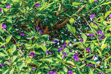 Vibrant Solanum rantonnetii shrub with bright purple-blue, yellow-centered flowers set against lush green foliage. Woody stems support star-shaped blooms, creating a colorful ornamental garden display