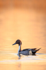 Anas acuta, Northern Pintail male duck swimming during sunset