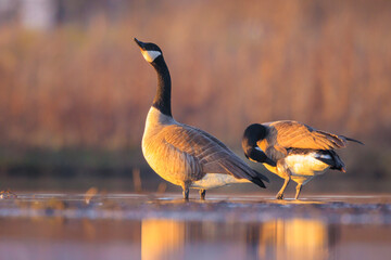 Canadian goose Branta canadensis close up sunset
