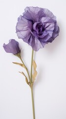 Obraz premium Real pressed eustoma flower lavender blossom.