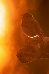 European robin bird Erithacus rubecula singing during sunset