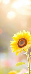 Obraz premium Beautiful Sunflower Blooming in Soft Natural Light during Summer