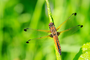 Scarce chaser, Libellula fulva, resting on vegetation