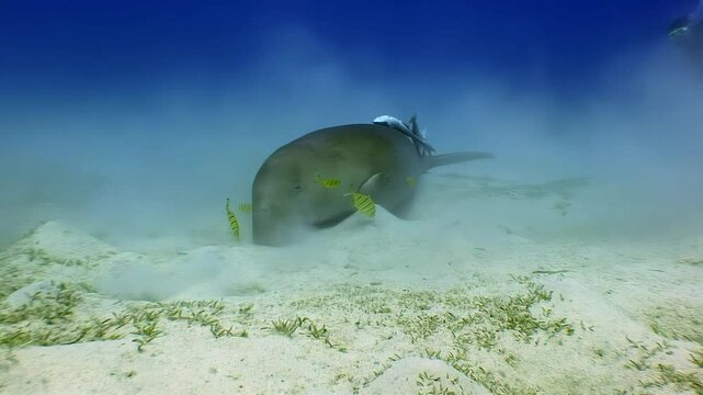 Beneath the surface of the Red Sea, a majestic dugong munches contentedly on seagrass. Yellow fish flit around as it feeds in the sandy shallows during the daytime.