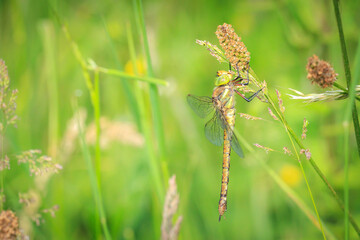 Green-eyed hawker Aeshna isoceles resting