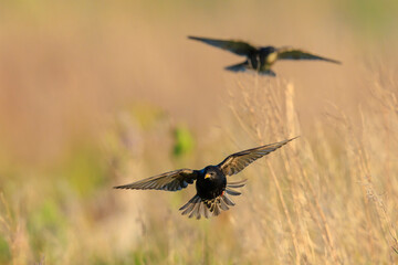 A flock of common starling birds Sturnus vulgaris migration in flight