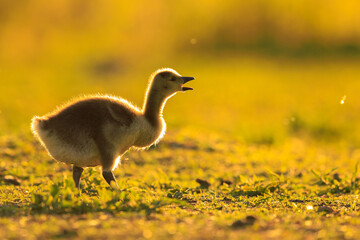 Greylag goose chick, Anser anser, in a meadow during sunset