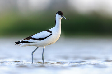 Pied Avocet, Recurvirostra avosetta, foraging