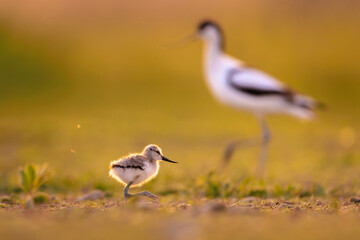 Pied Avocet, Recurvirostra avosetta, parent and chick