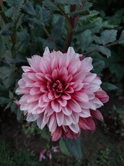 pink dahlia flower