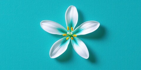 Elegant White Flower with Blue Tips on Teal Background