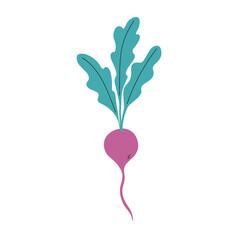 Radish colored sketch on isolated background. Vector vegetable graphic, botanical flat illustration. Organic radish with leaves, food, harvest. Design for label, logo, card, paper, sign, wrapping