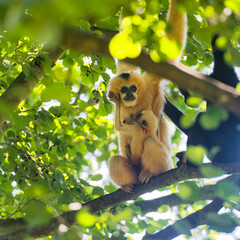 Yellow cheeked gibbon (Nomascus leucogenys) female with cub. Czech Republic, Europe