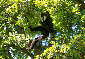 Yellow cheeked gibbon (Nomascus leucogenys) female with cub. Czech Republic, Europe